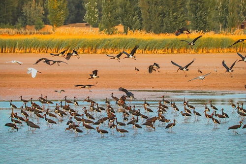 深化生物多樣性保護(hù)，提升濕地生態(tài)系統(tǒng)質(zhì)量——張掖黑河濕地國(guó)家級(jí)自然保護(hù)區(qū)的創(chuàng)新實(shí)踐